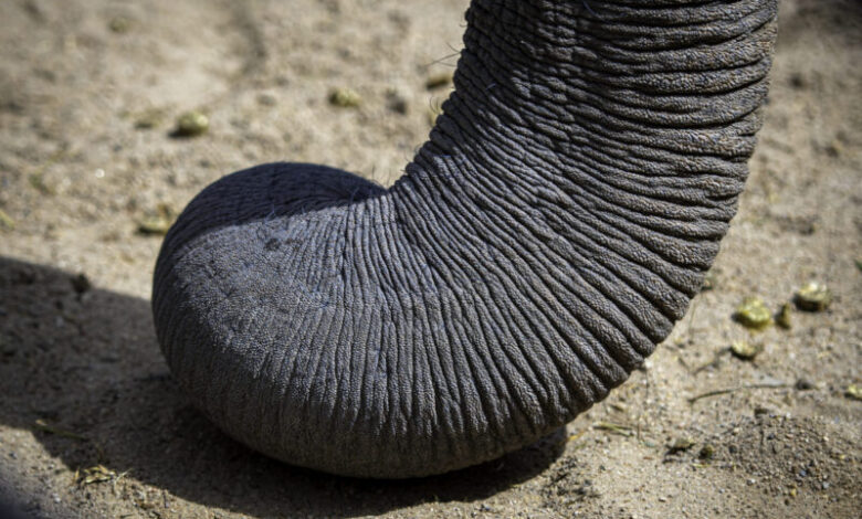 Да ли су слонови бркови кључни за њихово чуло додира?