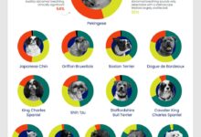 Нису само мопси – нова студија идентификује расе паса са високим ризиком од проблема са дисањем