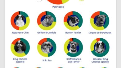 Нису само мопси – нова студија идентификује расе паса са високим ризиком од проблема са дисањем