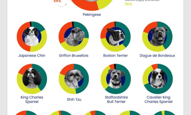 Нису само мопси – нова студија идентификује расе паса са високим ризиком од проблема са дисањем Нису само мопси – нова студија идентификује расе паса са високим ризиком од проблема са дисањем