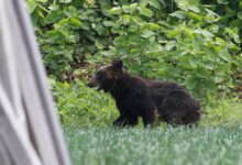 Дрвеће воћа у јапанским „селима духова“ изазива нападе медведа, открива студија