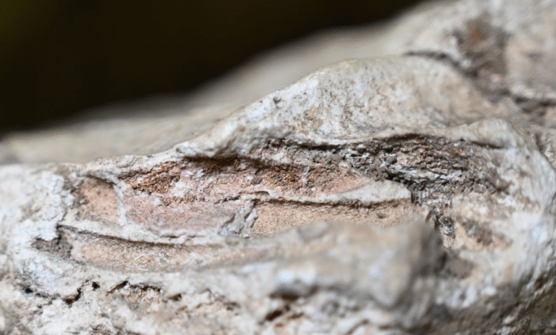 У Римском царству бебе нису требало да буду оплакиване. Ове ретке сахране од течног гипса доказују супротно. У Римском царству бебе нису требало да буду оплакиване. Ове ретке сахране од течног гипса доказују супротно.