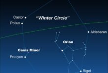 Упознајте малог пса, малог пса и сјајног Проциона