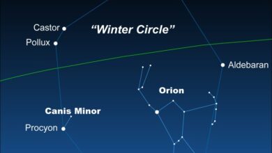 Упознајте малог пса, малог пса и сјајног Проциона Упознајте малог пса, малог пса и сјајног Проциона