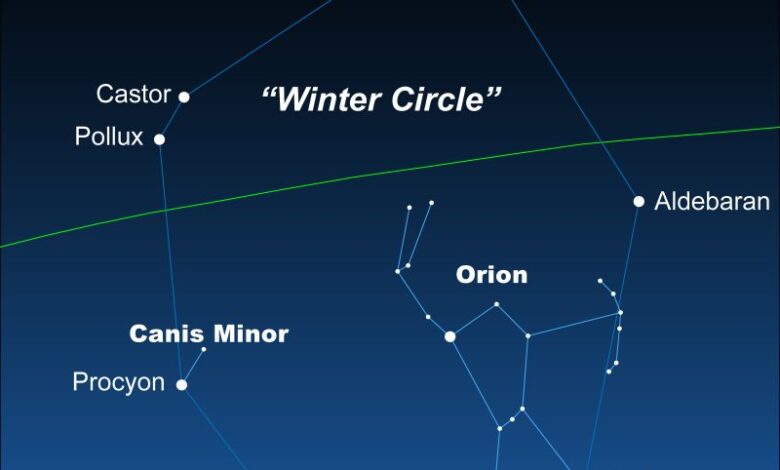 Упознајте малог пса, малог пса и сјајног Проциона