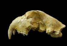 Изгубљени јапански ‘тигрови’ су заправо били другачија врста великих мачака, открива студија