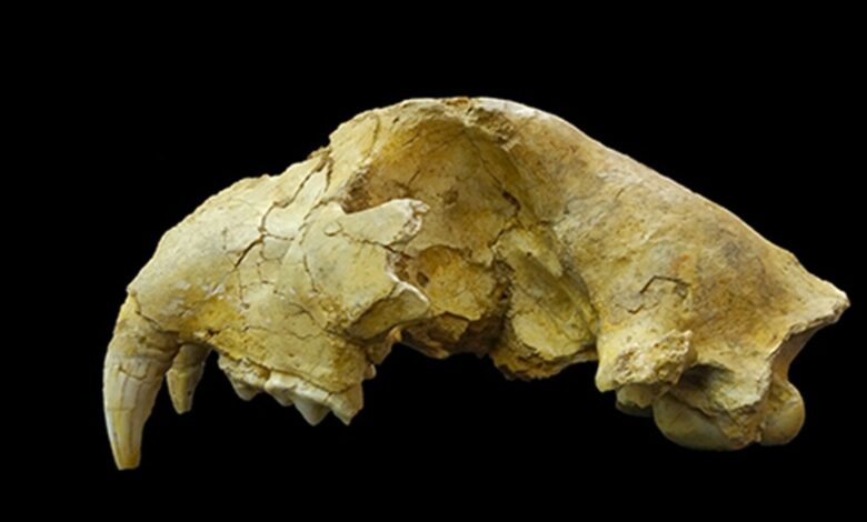 Изгубљени јапански ‘тигрови’ су заправо били другачија врста великих мачака, открива студија