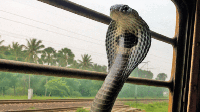 Змије у возу: Како се краљевске кобре шире Индијом захваљујући најпрометнијој железничкој мрежи на свету