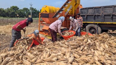 САД умањују језик у подацима о трговинском споразуму док индијски фармери протестују због „претње за живот“