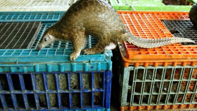 Власницима одмаралишта у Малезији прети затвор и новчана казна због „егзотичног“ менија панголина за туристе