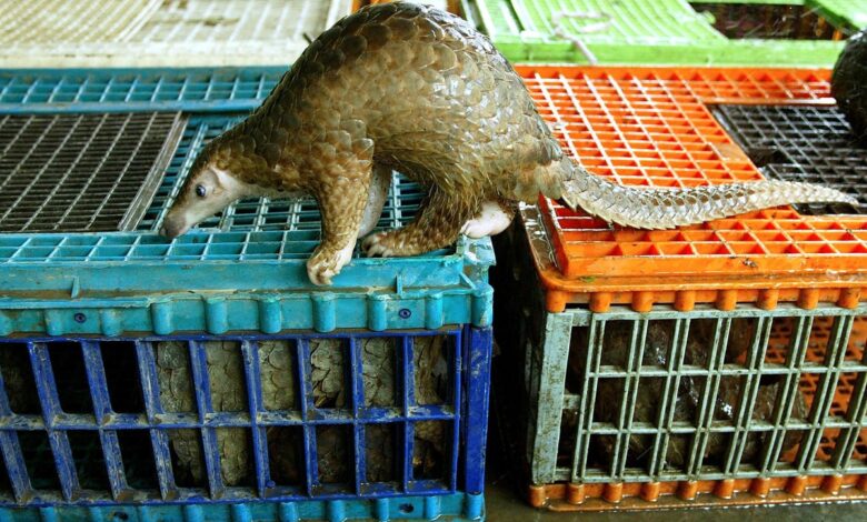 Власницима одмаралишта у Малезији прети затвор и новчана казна због „егзотичног“ менија панголина за туристе Власницима одмаралишта у Малезији прети затвор и новчана казна због „егзотичног“ менија панголина за туристе