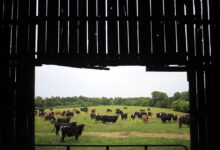 Градитељи дата центара мислили су да ће фармери вољно продати земљу, научили другачије