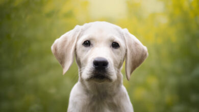 Ринг отказује уговор са Флоком након што је дистопијска реклама за Супер Боул изазвала масовно бес Ринг отказује уговор са Флоком након што је дистопијска реклама за Супер Боул изазвала масовно бес