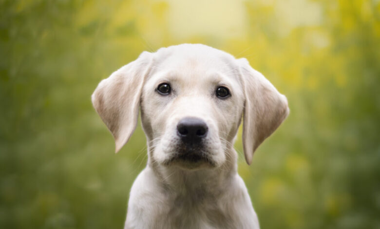 Ринг отказује уговор са Флоком након што је дистопијска реклама за Супер Боул изазвала масовно бес Ринг отказује уговор са Флоком након што је дистопијска реклама за Супер Боул изазвала масовно бес