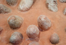 Љуске јаја диносауруса могу открити старост других фосила