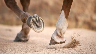Срећна Лунарна Нова година! Прославите годину коња уз науку Срећна Лунарна Нова година! Прославите годину коња уз науку