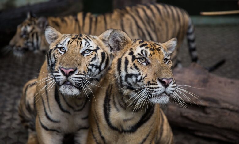 Тајландске власти покушавају да открију извор вируса који је убио 72 тигра у популарним туристичким парковима