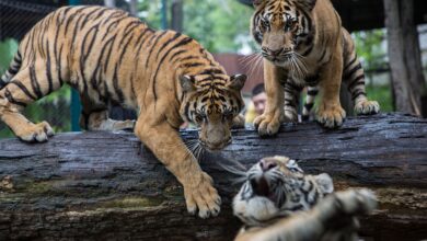 Избијање вируса убило је 72 заробљена тигра у туристичким парковима на Тајланду