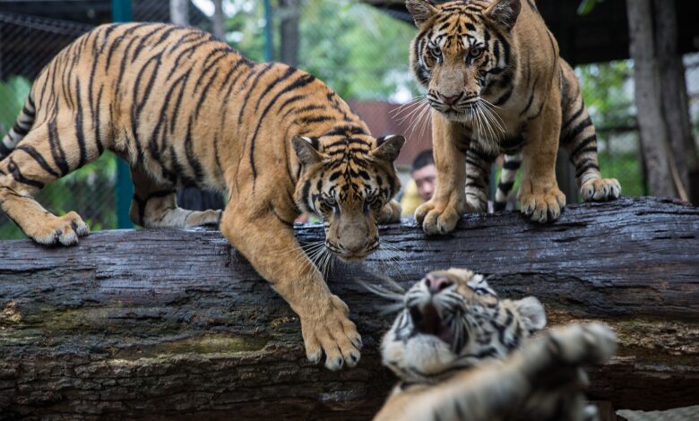 Избијање вируса убило је 72 заробљена тигра у туристичким парковима на Тајланду