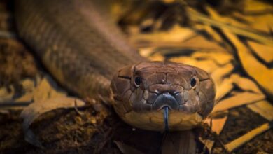 Змије у возу? Краљевске кобре се можда возе шинама у Индији
