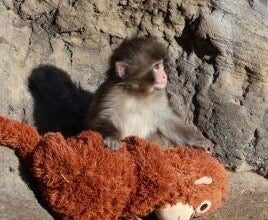 Напуштена беба мајмун са плишаном ‘мајком’ коначно проналази нову породицу док срцепарајућа прича постаје вирална