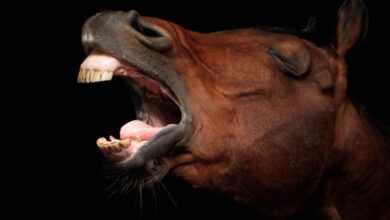 Како коњи цвиле дуго је била мистерија. Сада научници мисле да знају одговор