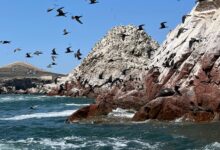 Птичји гуано створио је богатство за древну перуанску заједницу