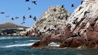 Птичји гуано створио је богатство за древну перуанску заједницу