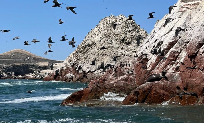 Птичји гуано створио је богатство за древну перуанску заједницу