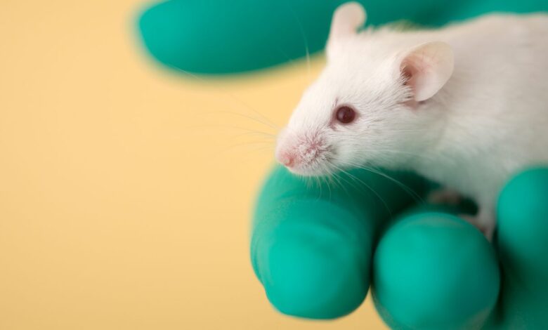 ‘Универзална’ вакцина у спреју за нос штити од вируса, бактерија и алергена код мишева ‘Универзална’ вакцина у спреју за нос штити од вируса, бактерија и алергена код мишева