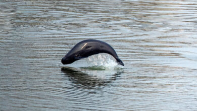 Кина је забранила риболов у својој највећој реци, а врсте почињу да се опорављају