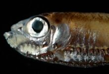 Како дубокоморске рибе виде у тамној води? Ова нова студија би могла да задржи траг