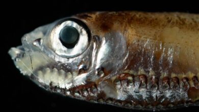 Како дубокоморске рибе виде у тамној води? Ова нова студија би могла да задржи траг