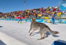 Пас постаје олимпијска камеја на стази за скијашко трчање на Играма