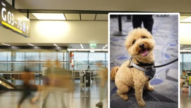 Жена је ухапшена након што је напустила свог пса на аеродрому у Лас Вегасу