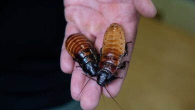 Како назвати бубашвабу која шишти на Мадагаскару за Дан заљубљених у зоолошком врту у Бронксу