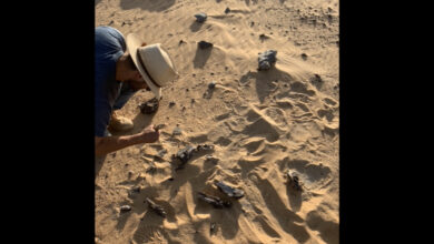 Спиносаурус стар 95 милиона година имао је грб главе у облику скамитара и газио је кроз реке Сахаре попут ‘паклене чапље’