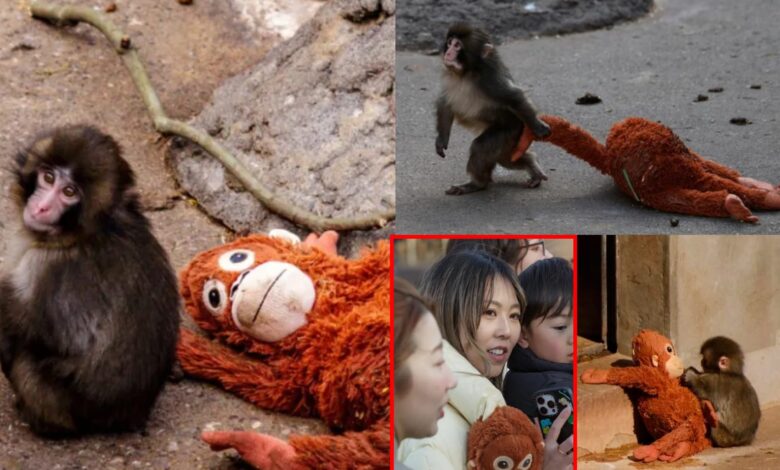 ПЕТА критикује зоолошки врт у коме се налази „Пунцх”; тврди да су монетизовали патњу макака