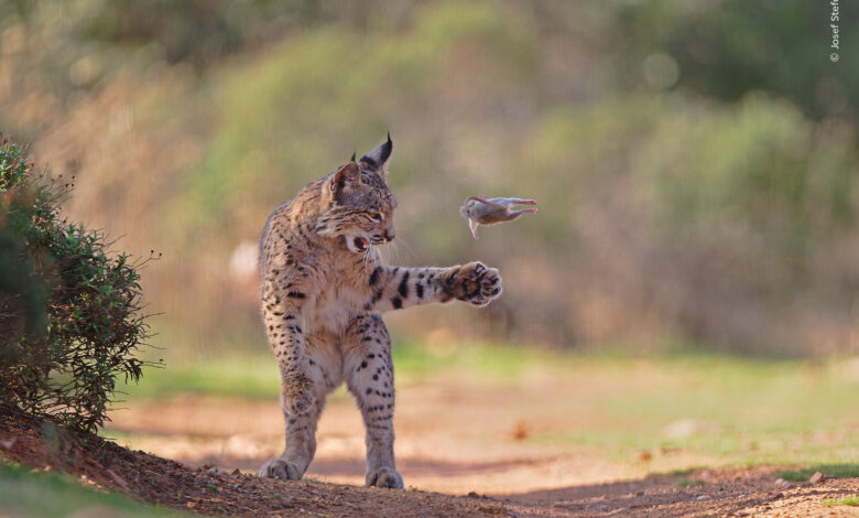 Јелен који носи трулу главу свог побеђеног непријатеља и разиграни рис у ужем избору за награду Нувеен Пеопле’с Цхоице за најбољег фотографа дивљих животиња