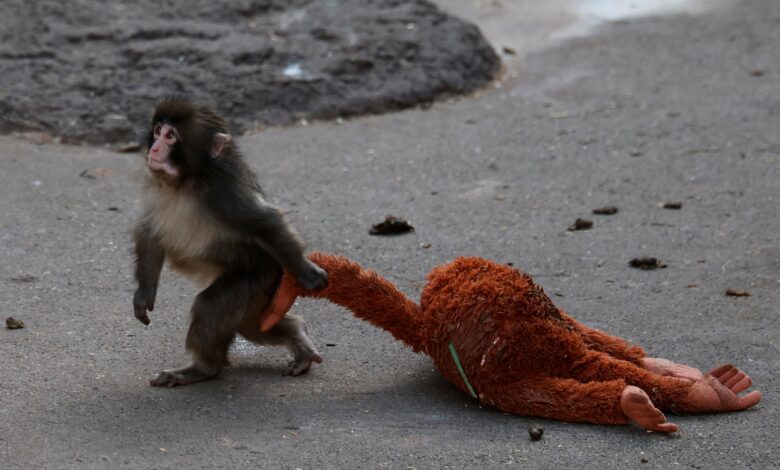 Интернет се заљубио у бебу мајмуна Пунча који се држао плишане играчке након што га је мајка напустила Интернет се заљубио у бебу мајмуна Пунча који се држао плишане играчке након што га је мајка напустила