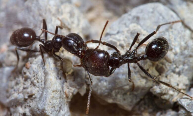 Мрави нападају своје пријатеље у гнезду јер загађење мења њихов мирис Мрави нападају своје пријатеље у гнезду јер загађење мења њихов мирис