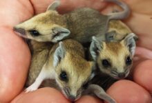 Новорођени торбари први пут виђени како пузе до мајчине торбе