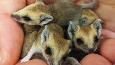 Новорођени торбари први пут виђени како пузе до мајчине торбе