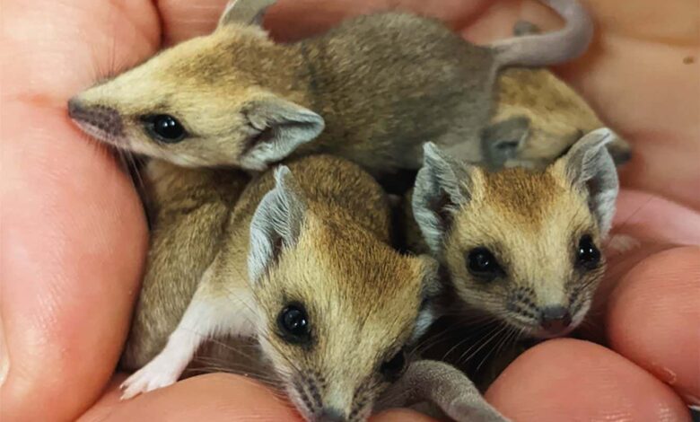 Новорођени торбари први пут виђени како пузе до мајчине торбе