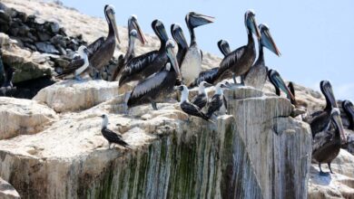 Древна перуанска цивилизација је постала моћна жетвом гвана