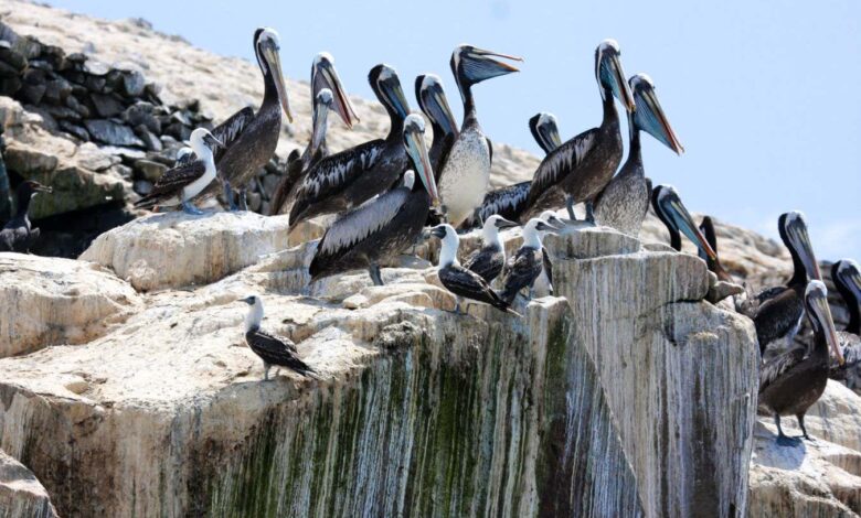 Древна перуанска цивилизација је постала моћна жетвом гвана