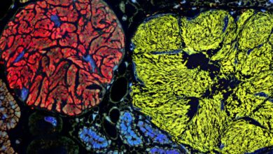 Микроб са најмањим геномом помера границе живота Микроб са најмањим геномом помера границе живота