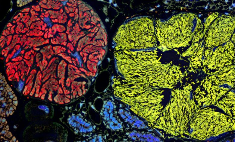 Микроб са најмањим геномом помера границе живота Микроб са најмањим геномом помера границе живота