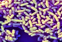 Како се микробиоми беба на Западу разликују од оних свуда другде