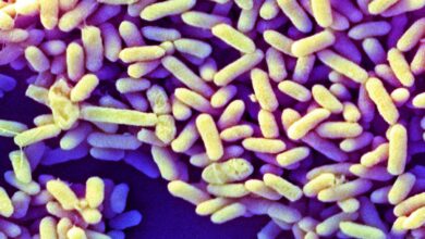 Како се микробиоми беба на Западу разликују од оних свуда другде